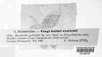 Dothidea pulchella image
